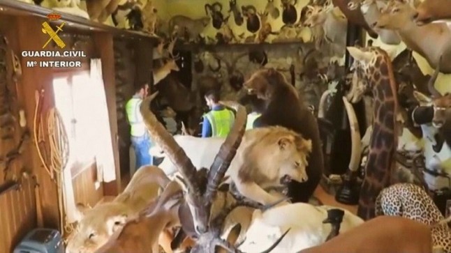 Desarticulan una red de comercio ilegal de animales con 70 especímenes localizados en Baleares