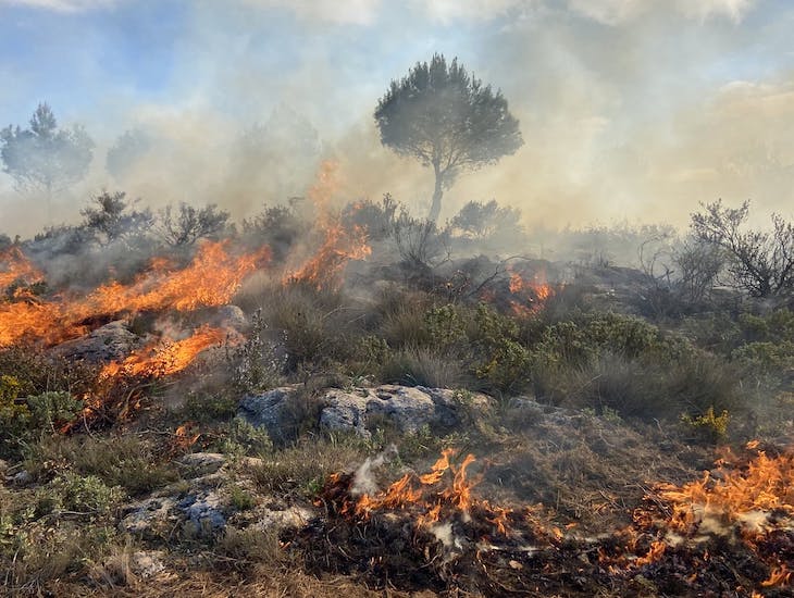 Ante un ‘incendio’: Cómo reaccionan los animales