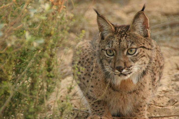 Andalucía busca reducir el atropello de fauna salvaje en la N-420