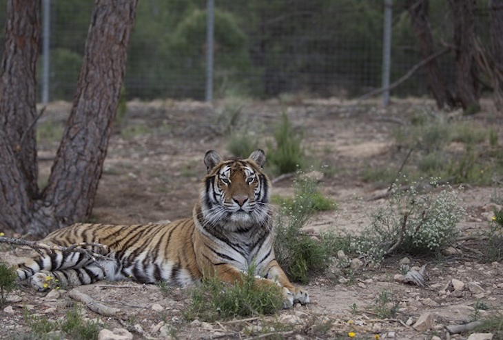 Naturaleza. Acogida de una tigresa en las instalaciones de Villena