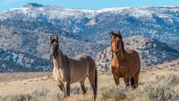 Caballos de Eurasia y Norteamérica se cruzaron a través de Beringia