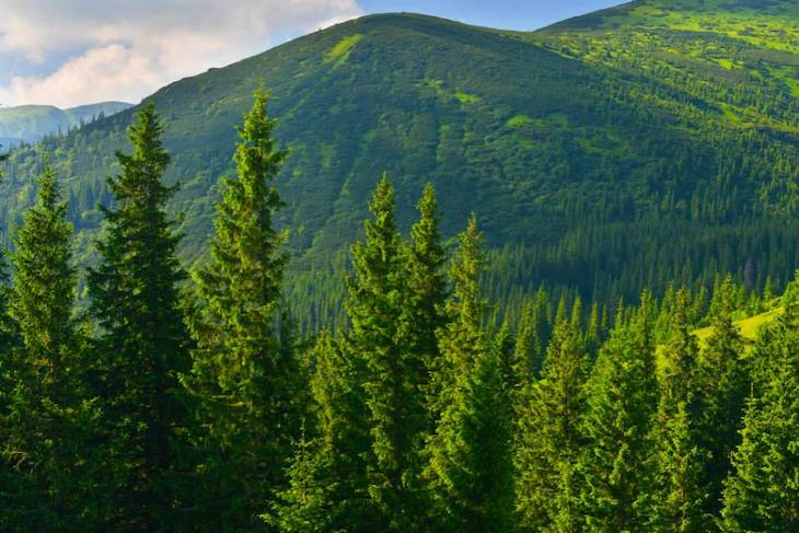 En foro mexicano sobre el mes del bosque