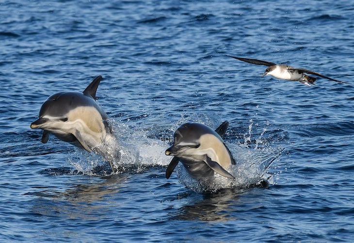 Hay que atajar el problema de la captura incidental de delfines en el golfo de Bizkaia