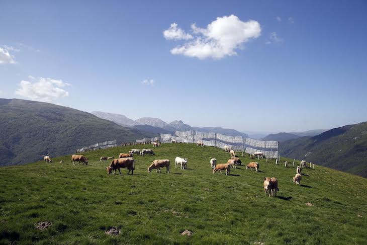 Europa no se puede poner de perfil ante una estrategia común sobre la Biodiversidad