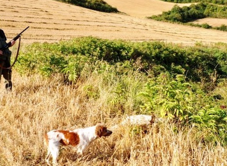 La nueva Ley de Protección Animal de Castilla-La Mancha solo protege a cazadores y ganaderos