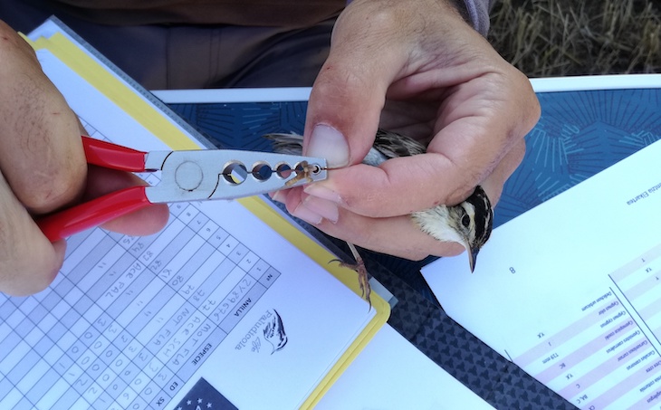 Las pequeñas aves palustres migratorias en el punto de mira