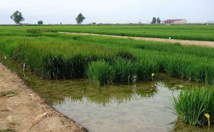 Las plantas de arroz en simbiosis con un hongo se vuelven más resistentes