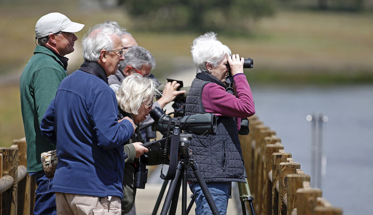 Qué es el Gran Hermano ornitológico