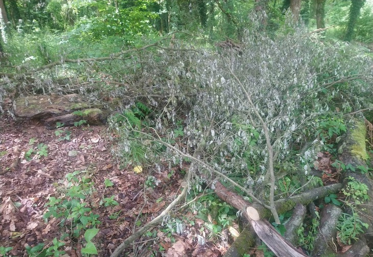 Asturias. No se puede permitir la tala del bosquete de ribera en Oviedo