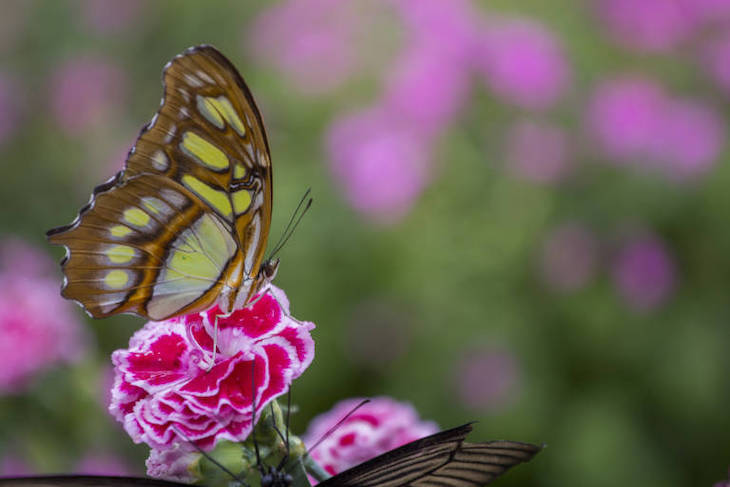 Los insectos retroceden en tierra pero crecen en agua dulce