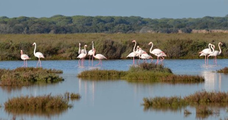 Plantas y animales ‘fomentan’ la supervivencia de las especies