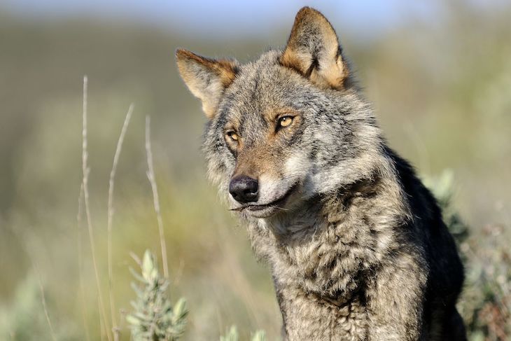 Cantabria contra la nueva protección al lobo ibérico