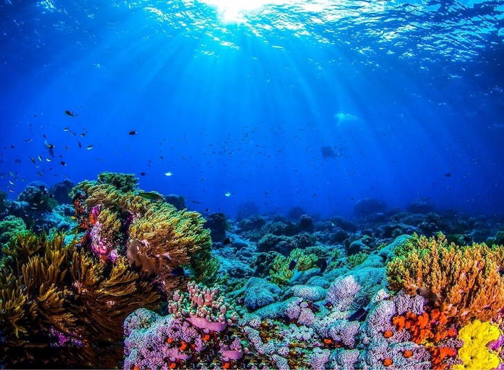 Protegiendo los arrecifes de coral del calentamiento global