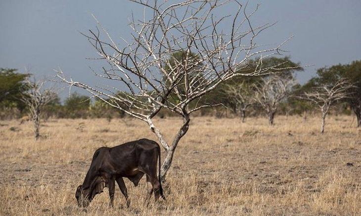 Se ignora cómo los mamíferos responderán al cambio climático