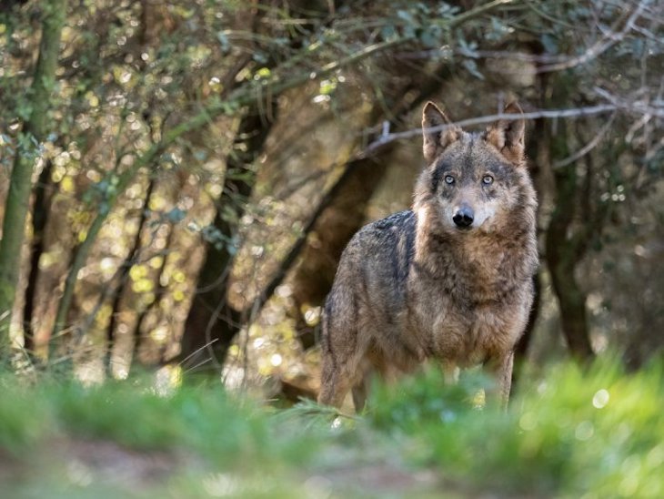 Cantabria dice NO al veto a la caza del lobo ibérico