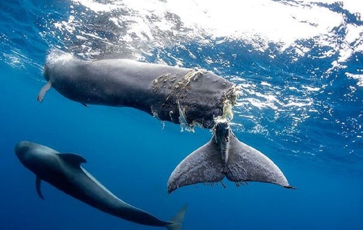 Ben Magec denuncia la hipocresía de los partidos políticos del Parlamento de Canarias apoyando el puerto de Fonsalía