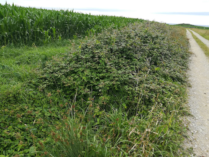 Por la conservación de la biodiversidad de las campiñas cantábricas