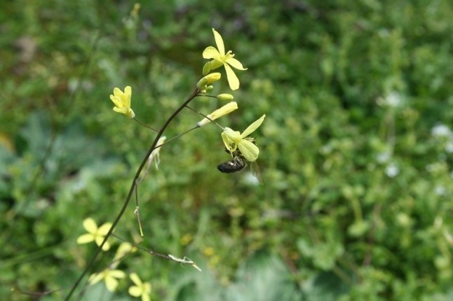 Casi 1000 especies de plantas silvestres están emparentadas con unos 200 cultivos de interés para España