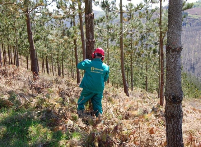 Castilla – La Mancha publicará en el DOCM la segunda convocatoria de ayudas para tratamientos selvícolas