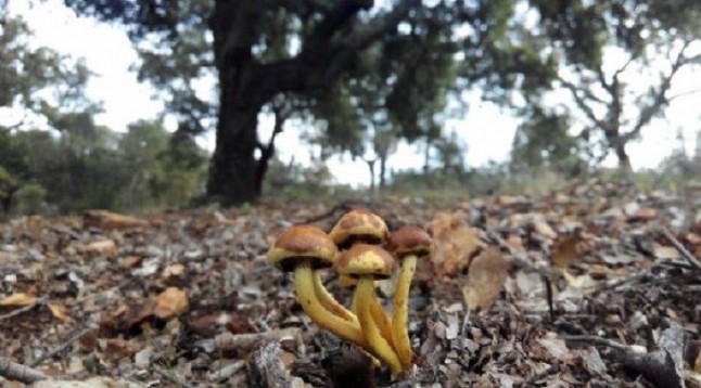 Nuevo catálogo digital para divulgar la flora micológica de Andalucía