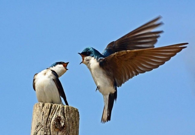 El cambio climático incrementa notablemente la pelea entre aves
