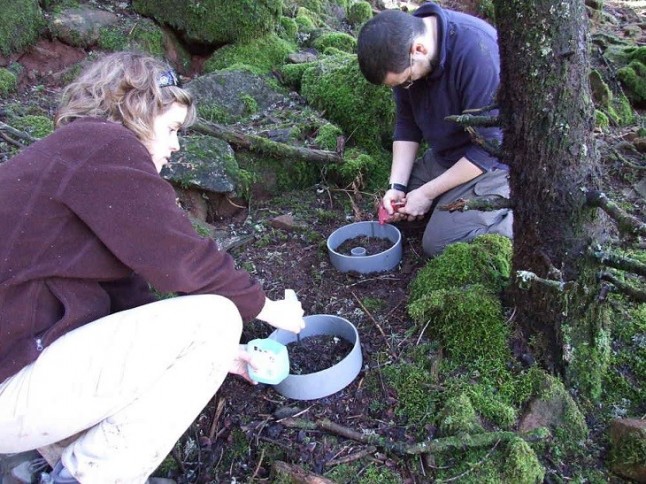 Investigan los bosques de coníferas para reducir su vulnerabilidad al cambio climático