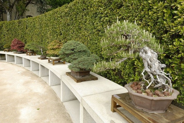 La colección de bonsais del Real Jardín Botánico se amplía con la donación de tres nuevos ejemplares