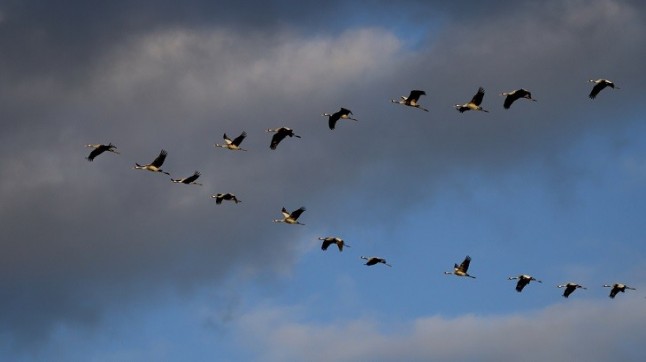 315.000 aves han pasado a africa por el estrecho en la mitad del periodo de migración tras el periodo reproductivo