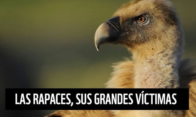 Nuevo juicio por delito de envenenamiento de fauna en Badajoz