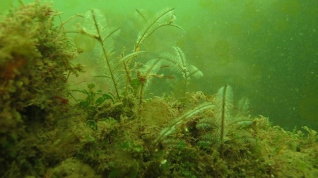 Solución al misterio de las toxinas en las mareas de algas