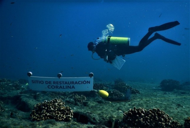 Restauran arrecifes de coral en Baja California Sur