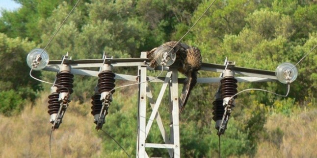 La Plataforma SOS Tendidos Eléctricos pide a la ministra Teresa Ribera que se implique más para evitar la muerte de aves