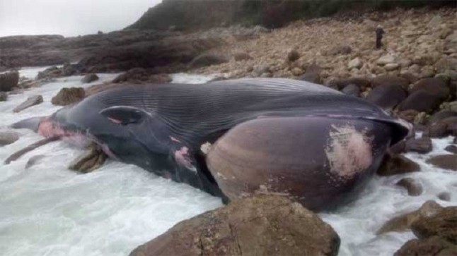 Muere una cría de ballena varada en Muxía