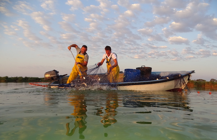 ANSE evalúa la extracción de especies exóticas invasoras a través de la pesca artesanal en El Hondo