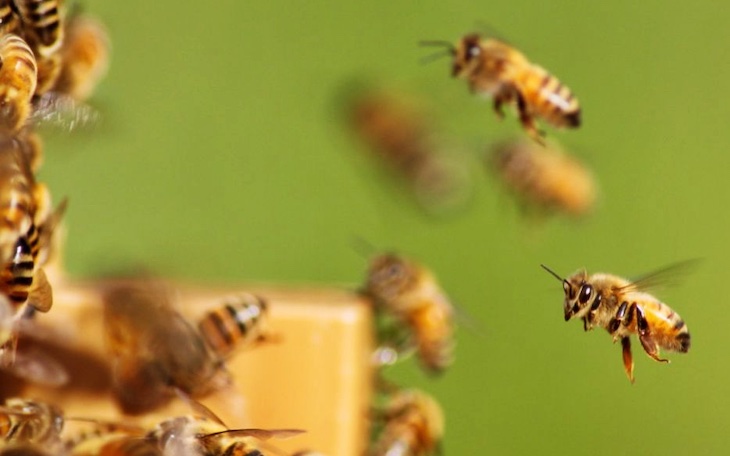 México. Día Mundial de las abejas 2021