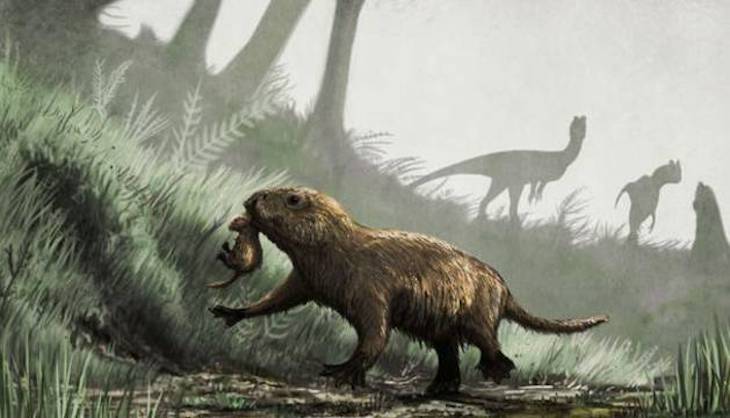 Los mamíferos ya eran criaturas sociales cuando había dinosaurios