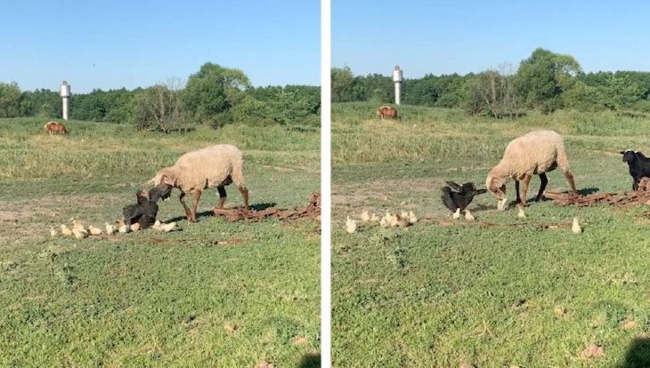 Gallina contra oveja