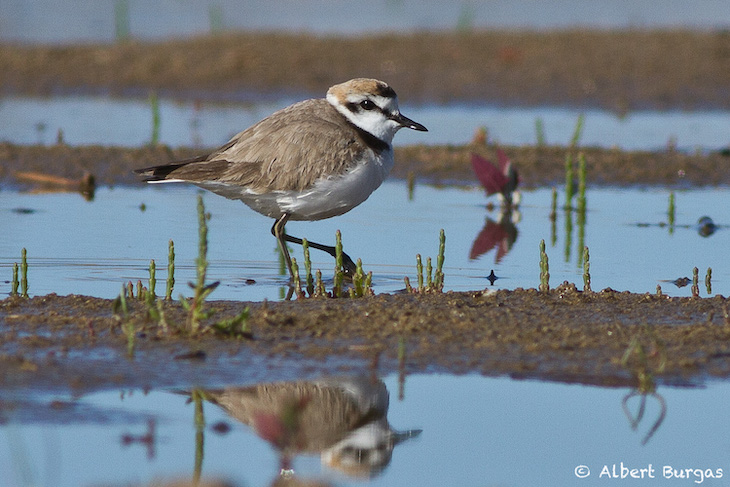 El Chorlitejo Patinegro prospera en el Parque Natural de los Aiguamolls del Alt Empordà