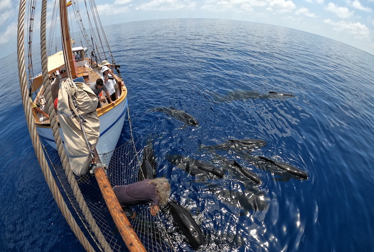 ANSE recorre 2000 kms de las costas de la Región de Murcia y Andalucía estudiando calderones comunes y otros cetáceos