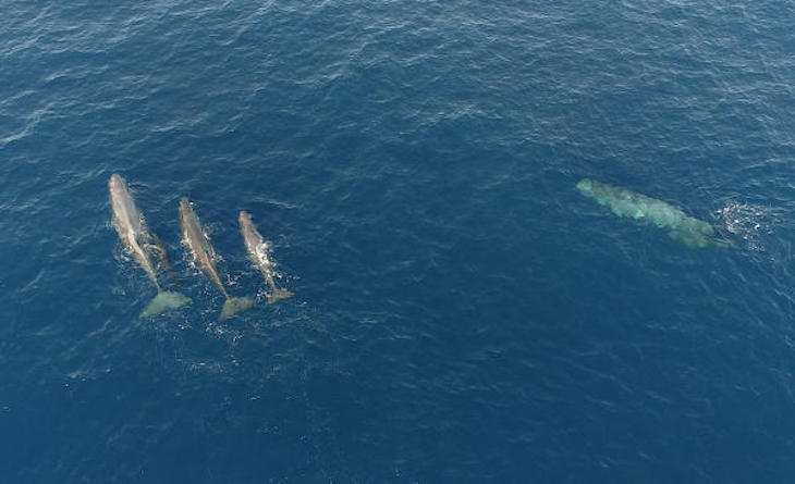 Gran número de crías de cachalote al norte de Menorca
