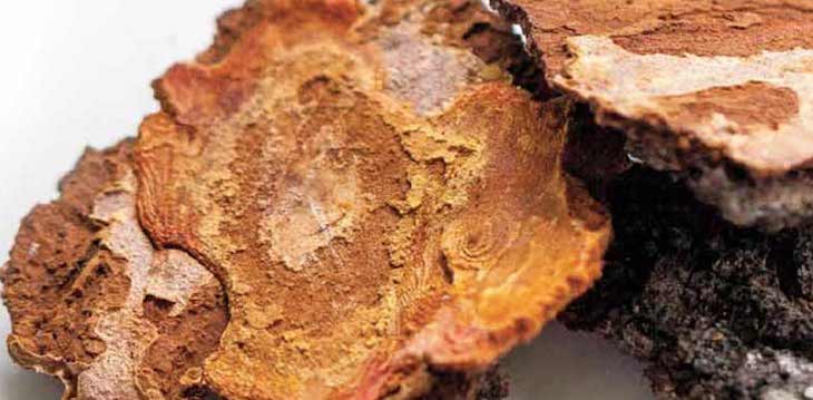 La caoba llegó a coexistir con los dinosaurios