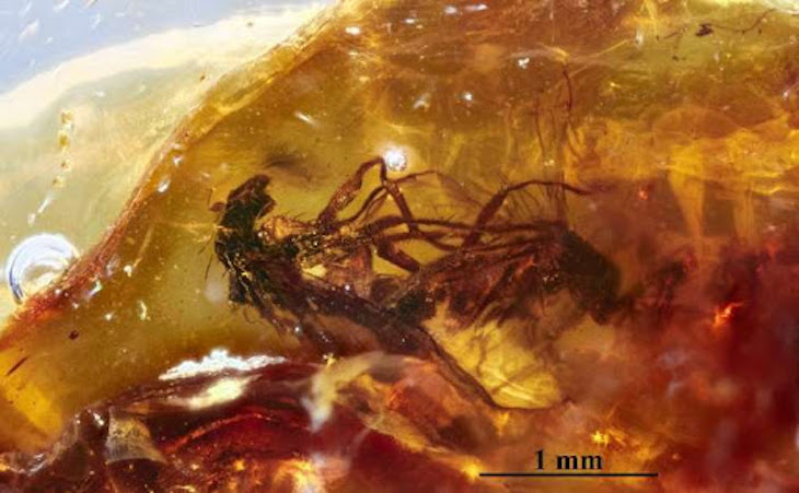 El desconocido ámbar de Australia comienza a revelar la vida del pasado