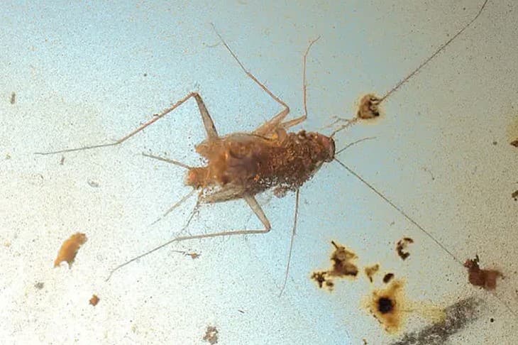 Cucarachas que vivieron entre dinosaurios