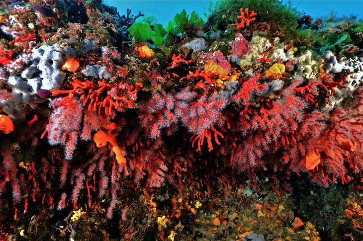 El coral rojo se recupera de manera efectiva en áreas protegidas del Mediterráneo tras décadas de sobreexplotación