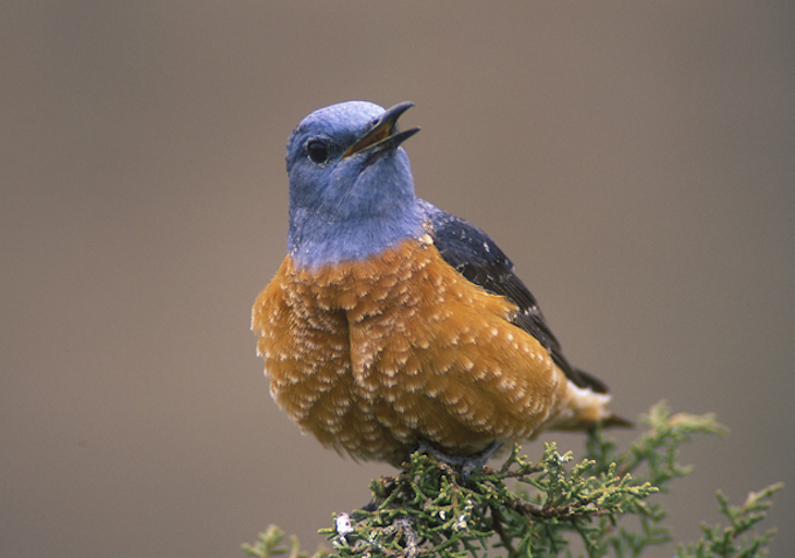 Las ‘aves’ ya son refugiadas climáticas