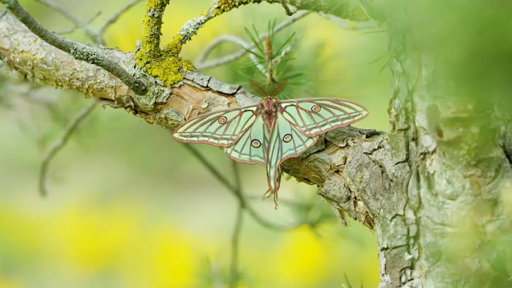 Ya en los cines: ‘Natura Bizia’ con la biodiversidad de Euskadi y Navarra