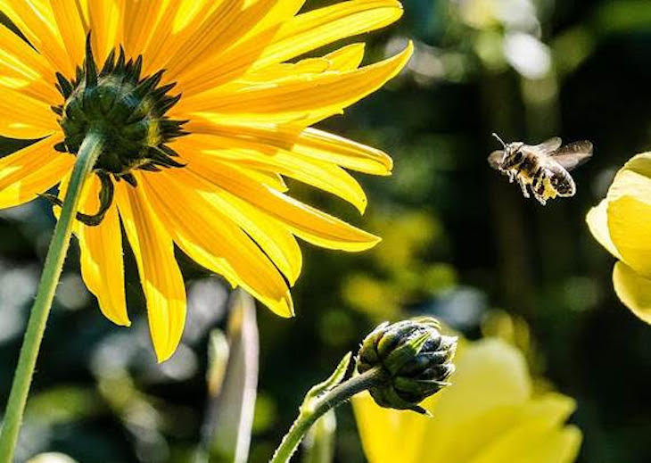 Día Mundial de los Polinizadores 2021