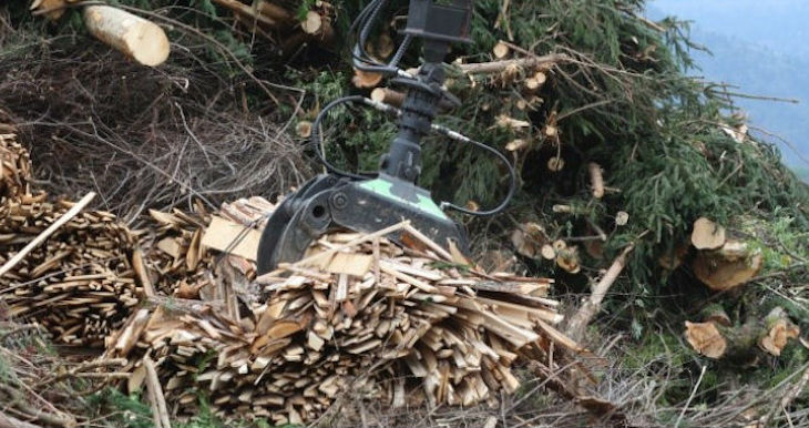 Biomasa la ‘quintaesencencia’ para la energía y la economía circular