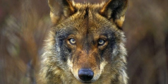 La Comunidad de Madrid debe y puede aprobar un plan de recuperación del lobo