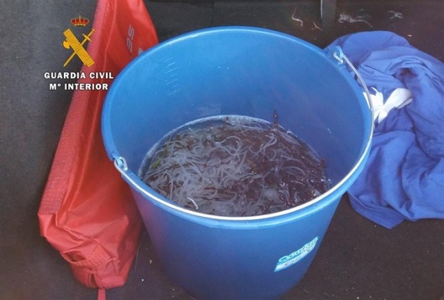 El SEPRONA desmantela una red criminal instalada en España dedicada a la exportación ilegal de angulas a China y Japón